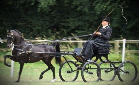 The Hackney Stallion Driving in action